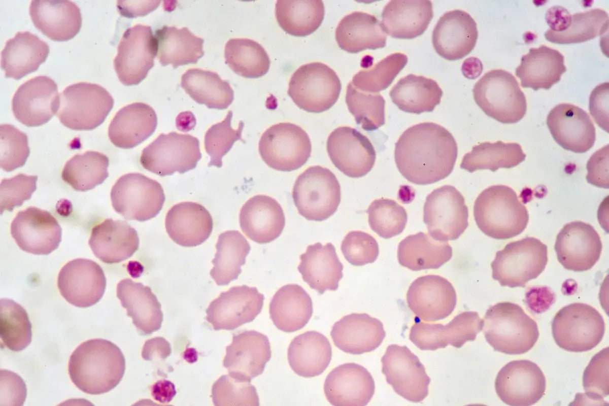 Cellule-microscope-le-jouet-éducatif-qui-éveille-la-curiosité-scientifique-de-votre-enfant BBChoupette