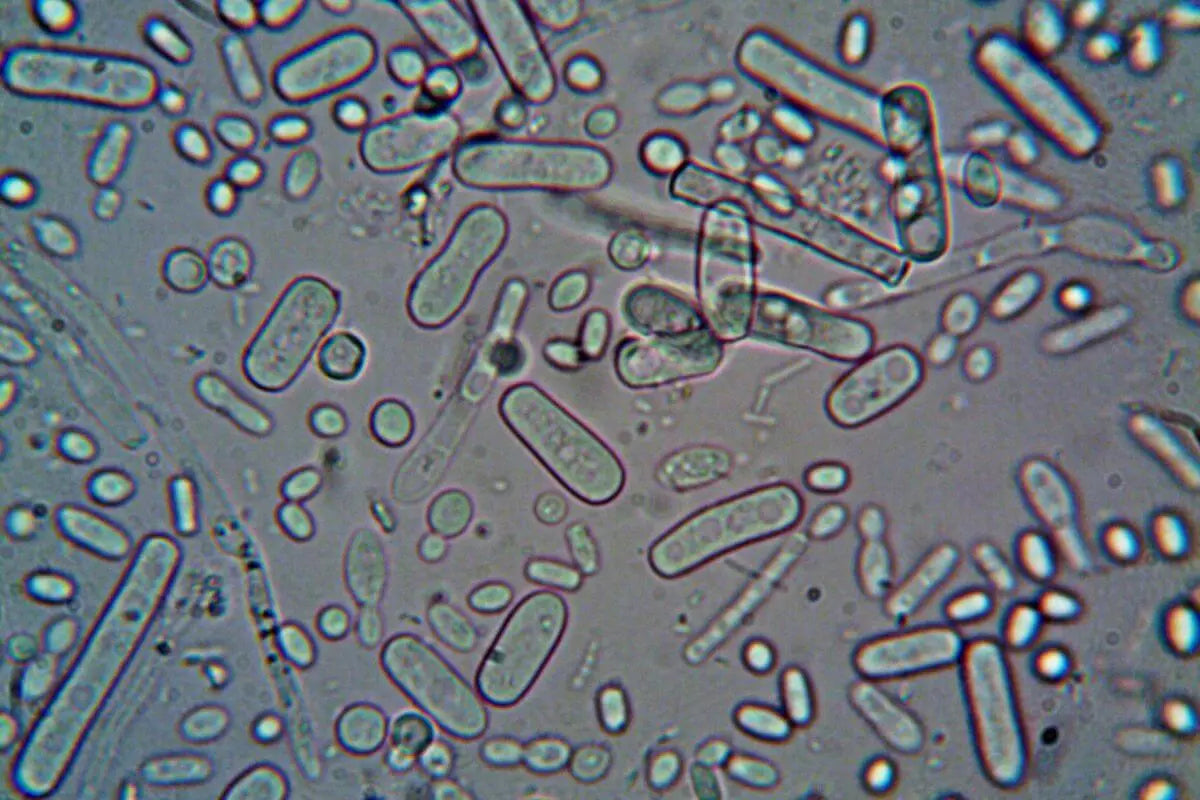 Monde-microscopique-et-macroscopique-Quelles-différences-clés BBChoupette