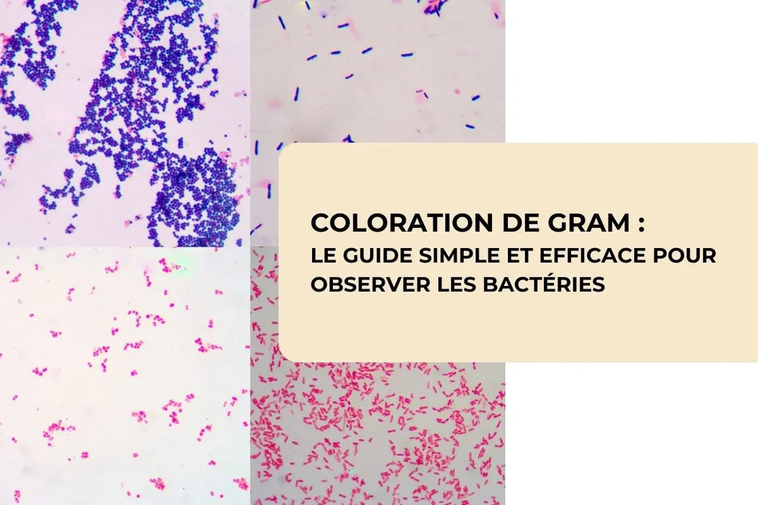 Coloration De Gram Guide Simple Observer Bact ries Au Microscope coloration-de-gram-guide-simple-observer-bact-ries-au-microscope
