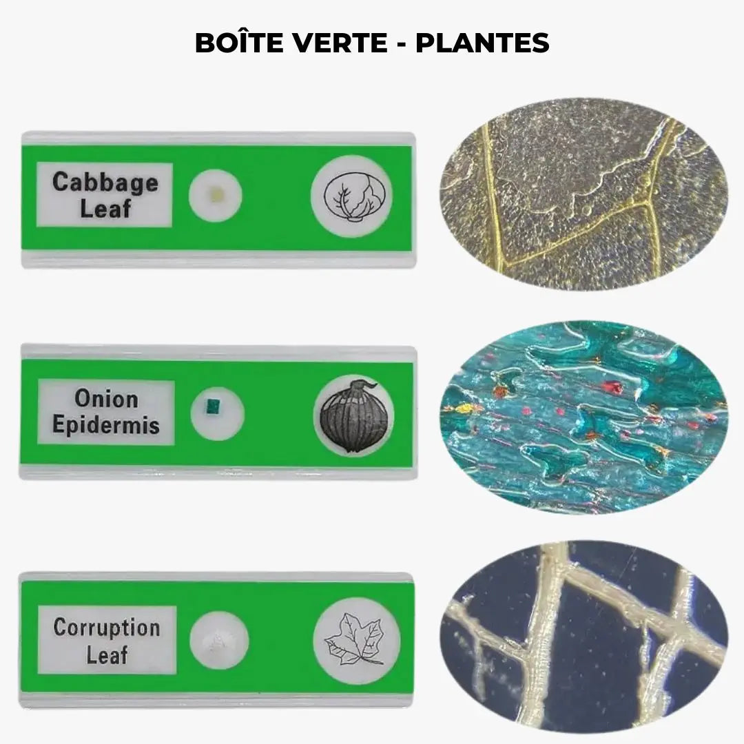 Cainda Lot De 48 Lames De Microscope En Plastique Pour Enfants - Animaux, Insectes, Plantes Et Fleurs