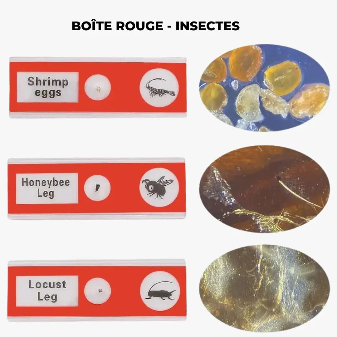 Lames Microscope Enfant - PrepScope™ Kit 