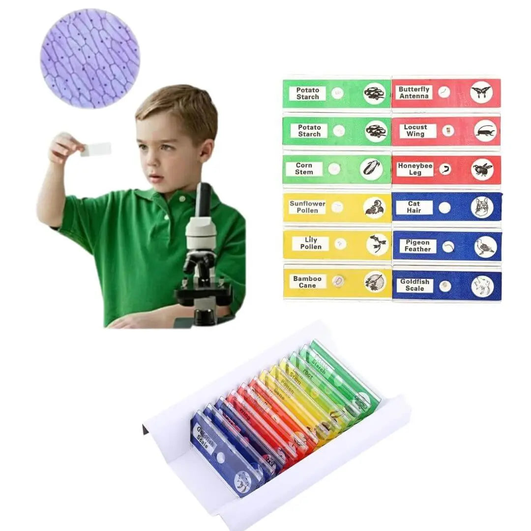 Lames de Microscope Préparées – Coffret Multicolore 12 pcs 