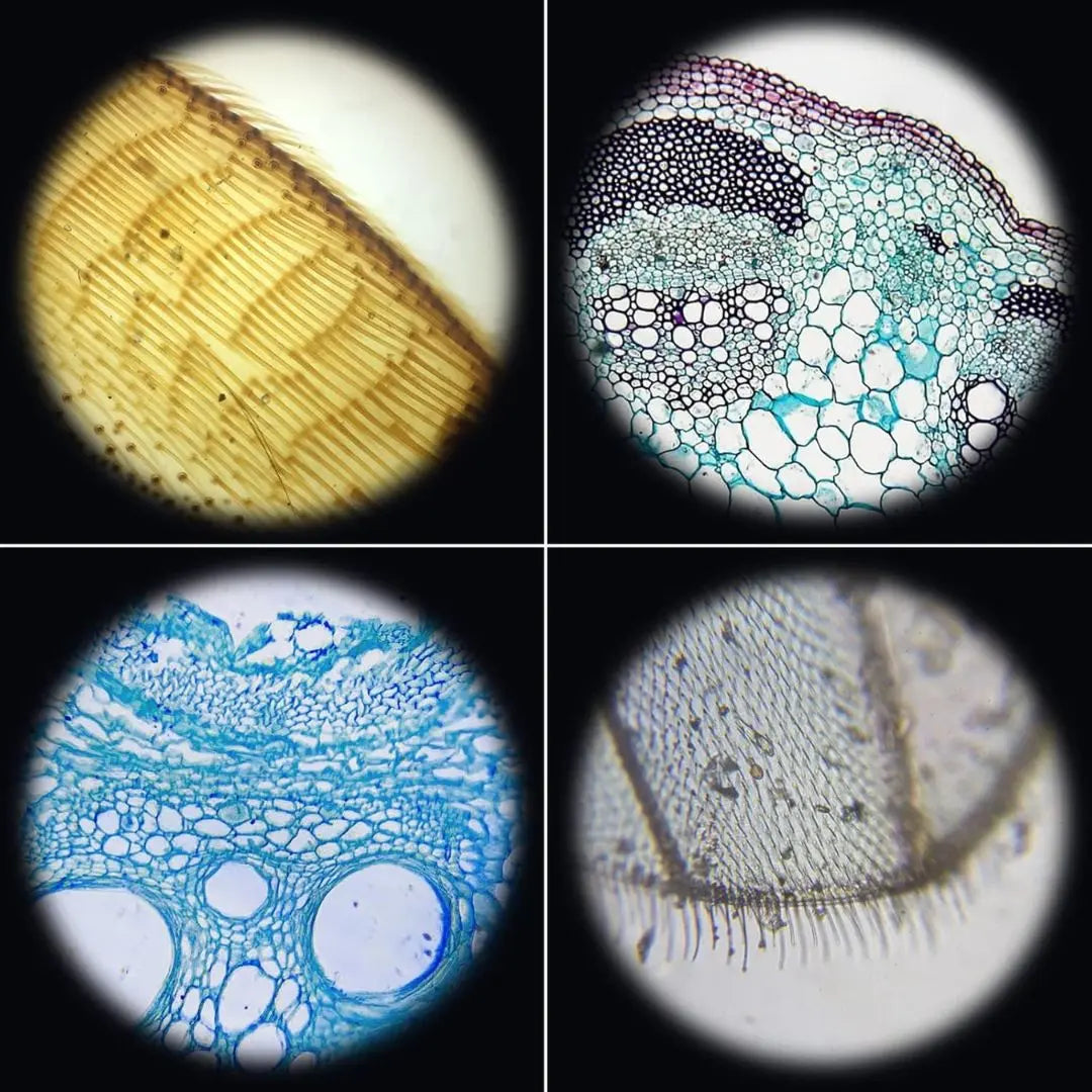 Microscope électronique avec écran HD & WiFi - ScientiLink™ 