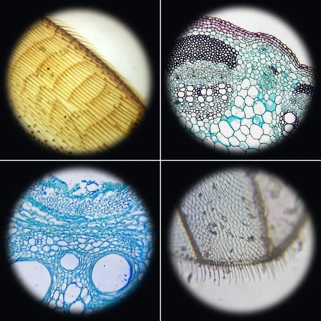 Microscope optique 1200X avec support téléphone – ScientiScope™ 