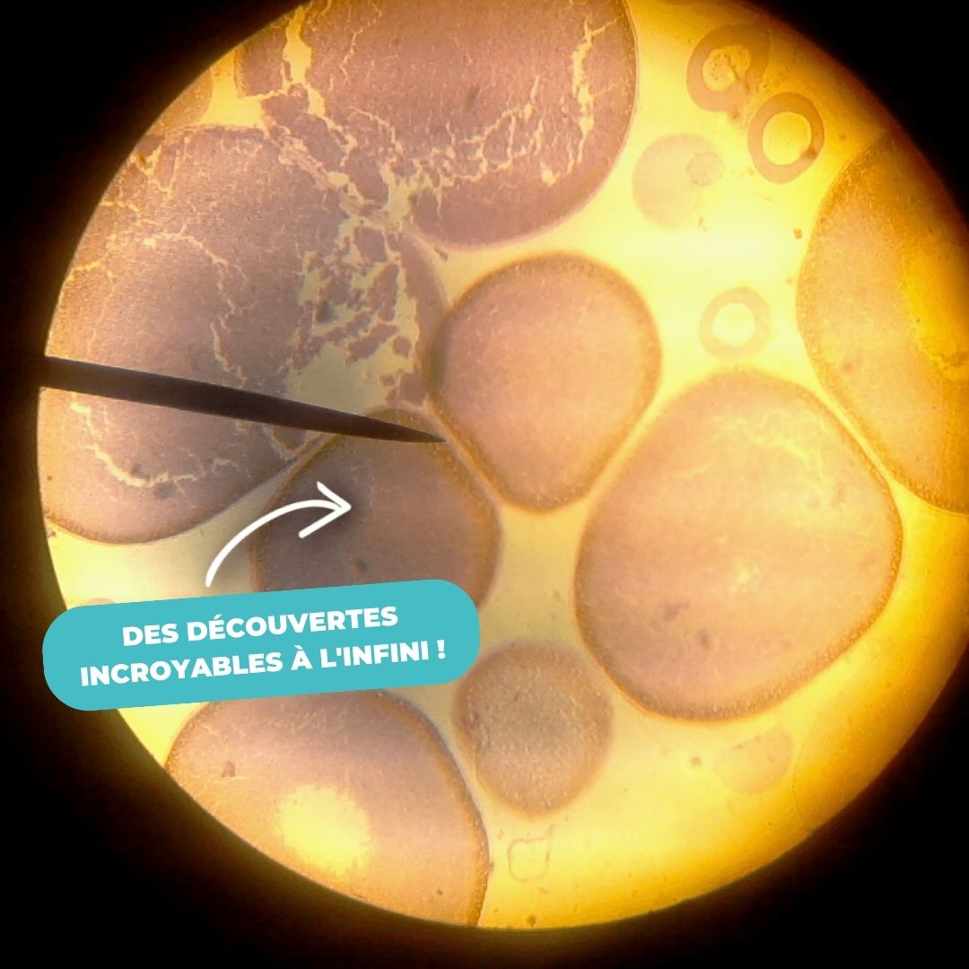 mini-microscope-cellule